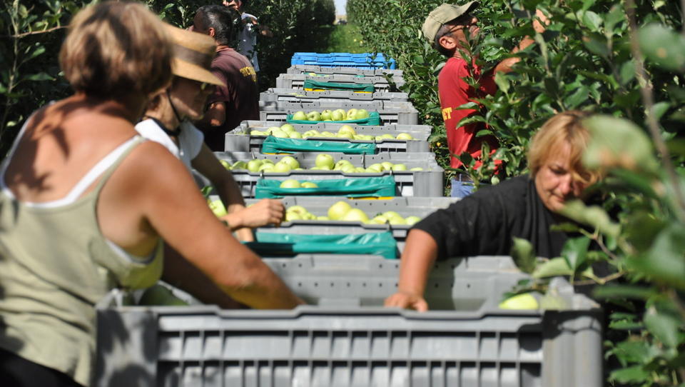 Prihaja prožnejša oblika zaposlitve sezonskih delavcev v kmetijstvu...